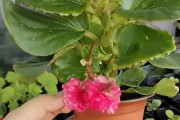玻璃海棠类花的养护指南（打造美丽花园的秘诀，从玻璃海棠开始）