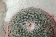 仙人球花烂了怎么办？——抢救措施与养护方法（仙人球花烂了如何抢救？保持环境干燥关键！）