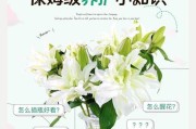 百合花枯萎后的护理与复苏方法（恢复百合花的健康生长，延续美丽花期）