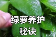 打造透气环境，让绿萝茁壮成长