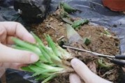 芦荟龙爪修剪指南（打造美丽健康的芦荟龙爪植物）