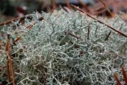 地衣是藻类植物吗？——揭秘地衣真面目