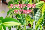 如何科学施肥，让吊兰茁壮成长（掌握正确的施肥方法，让吊兰生机勃勃）