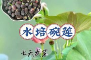 四季碗莲的种植与养护技巧（了解四季碗莲的特点，掌握正确种植方法，打造美丽水上花园）