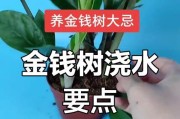 如何消毒金钱树烂根，挽救植物健康（有效方法与关键技巧，拯救你的金钱树）