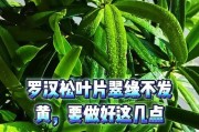 如何防治罗汉松叶被毛毛虫吃光了（有效方法保护罗汉松免受毛毛虫侵害）