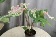 彩虹竹芋开花的神奇之处（探秘彩虹竹芋的花期、花朵形态及花语）