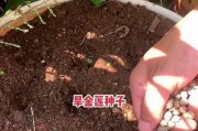 如何处理旱金莲长虫子问题（旱金莲长虫子处理方法及预防措施）
