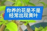 栀子花黄叶原因分析及护理方法（美丽栀子花不再绿意盎然，你需要知道的护理技巧）