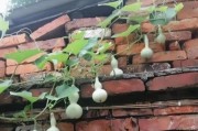 如何处理葫芦开花后？（葫芦开花后的处理方法和技巧）
