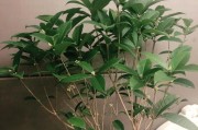 如何处理桂花树叶尖发黄问题（有效措施让你的桂花树恢复生机）