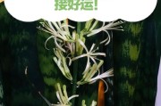 如何养护虎皮兰才能开花（让虎皮兰焕发生机的养护技巧）