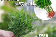 竹子养护指南（打造健康茁壮的竹子家园）