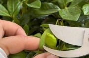 栀子花如何保持生机和延长寿命？（掌握正确的养护方法，让栀子花长久地绽放）