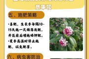 以金边瑞香换土为主题的育苗技巧（了解金边瑞香的适宜土壤，让你的植物茁壮成长）