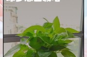 大绿萝的移植技巧（掌握大绿萝移植技巧，让它在新环境中茁壮成长）