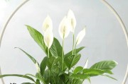 啤酒兑水能否浇白掌花？（探究啤酒兑水浇花的真相）