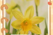 水仙花叶子太长倒下了，如何整理？（倒下的水仙花叶子怎么处理？一起来了解一下吧！）