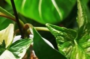 小盆栽合果芋的养殖技巧与注意事项（打造健康美丽的家居花卉，享受绿色生活）