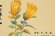 佛手瓜的性质探究（热性还是凉性，这是一个问题）