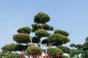 黄杨的耐寒能力（探究黄杨在严寒天气中的生存之道）
