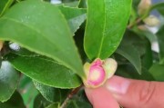 茶花分花和芽的技巧（轻松掌握茶花繁殖的窍门）