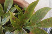 兰花花叶病的预防与治疗（保持观察，科学防治）