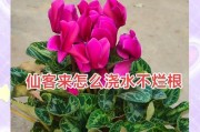 仙客来叶子黄了，探究原因及解决方法（仙客来叶子黄了？别慌，我们来解答你的疑惑！）