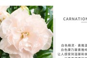 康乃馨栽培（如何选择合适的盆器为康乃馨栽培提供最佳环境）