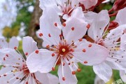 探寻李树花的神秘色彩（从花瓣到心灵，领略不同的美）