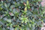 杜鹃花叶斑病的防治（以杜鹃花的叶斑病治疗为主的防治方法）