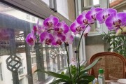河水能否浇花？（探讨河水在花卉种植中的使用效果及注意事项）