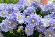 探秘丹麦风铃的花期（了解丹麦风铃的开花时间及养护方法）
