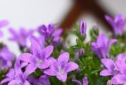 探秘丹麦风铃的花期（发现北欧之美，品味四季之景）