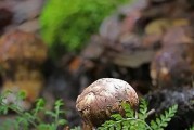 探秘松茸采摘的最佳时间（了解松茸采摘的时令规律，享受美味佳肴）