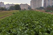 胡萝卜生长环境及生长地方条件（关注土壤水分和温度，让胡萝卜在适宜环境下茁壮成长）