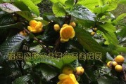 揭秘金花茶的植物分类（金花茶是否属于被子植物？从生物学角度解析）
