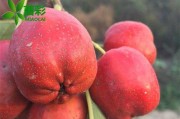 在花盆里种植山楂树的方法（掌握种植技巧，让山楂树在花盆中茁壮成长）