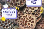 莲蓬的生长周期是多长时间？（探究莲蓬的生长过程及其关键节点）