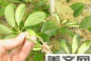 红鹅掌养殖方法详解（掌握这些技巧轻松养殖）
