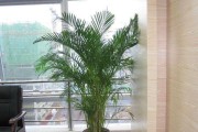 如何正确浇水散尾葵（掌握浇水技巧，让散尾葵健康成长）