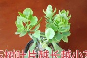 花盆肥料的选择与追肥技巧（有效追肥，让花盆中的植物茁壮成长）