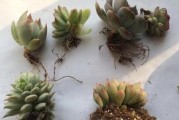 如何正确修根凤仙花（掌握这些技巧让凤仙花生长更健康）
