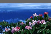 杜鹃花的生长条件与特点（探究杜鹃花最适合的生长环境及其独特魅力）