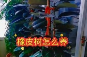 探究橡皮树叶发黄掉落的原因及解决方法（保护橡皮树健康生长，实现绿色环保）