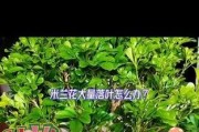 米兰肥胖问题（深入了解米兰的肥胖现象，提供有效减肥建议）