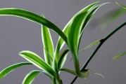 吊兰不开花的原因（探究吊兰不开花的原因及解决方法）