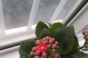 玫瑰花养护指南（揭开玫瑰花的真面目——关于玫瑰花有毒的真相）