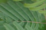 含羞草的生长环境与地方条件（探究含羞草适合生长的环境与地区）