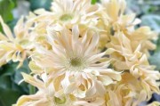 非洲菊的养护指南（打造长久美丽的非洲菊花园）
